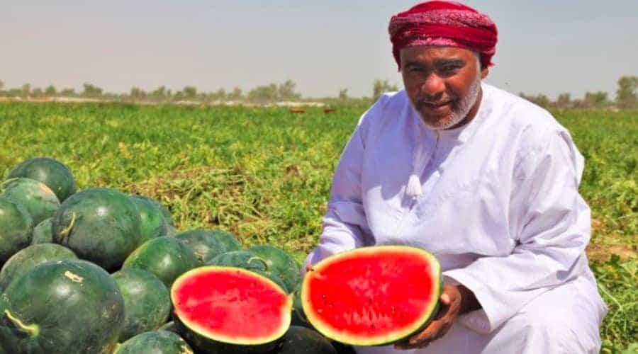 watermelon in oman markets