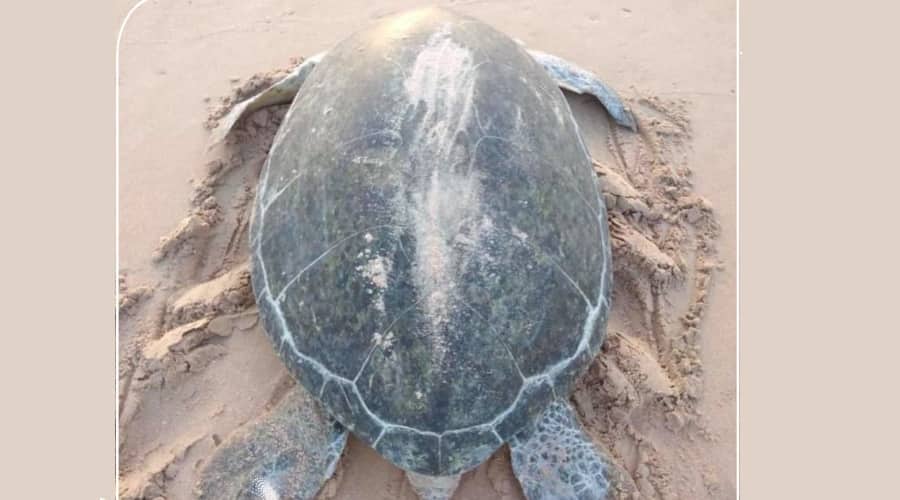 Green turtle returns to Oman after 31 years