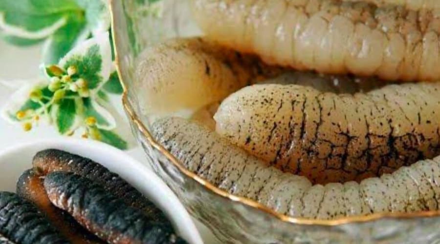 Sea cucumber trading banned in Oman