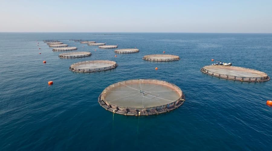 Fish Farming in Oman Generates 3,469 tons in 2022 - Arabian Daily News