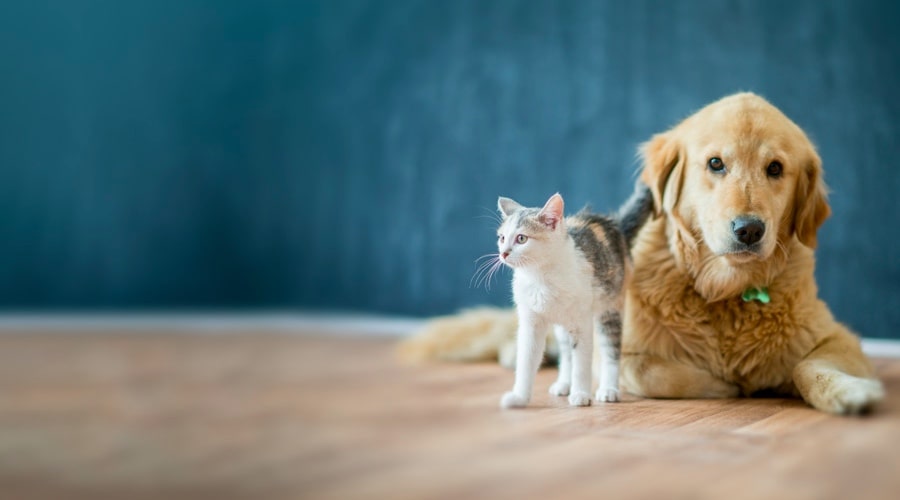 Wishing to import pets (dogs / cats) to Oman? Here’s what you need to know Arabian Daily News