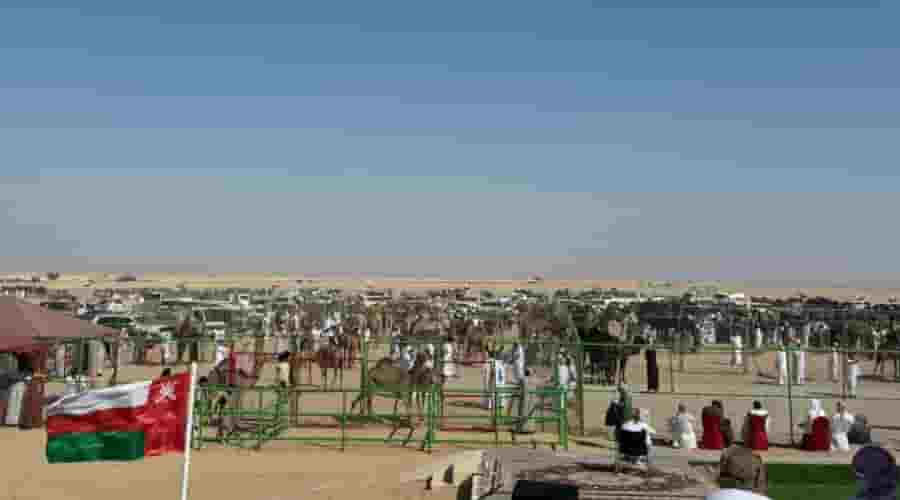 camels
