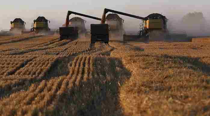 Wheat Production