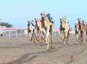 Camels