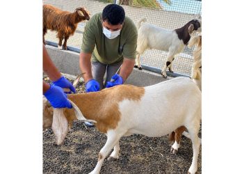 Livestock Vaccinated