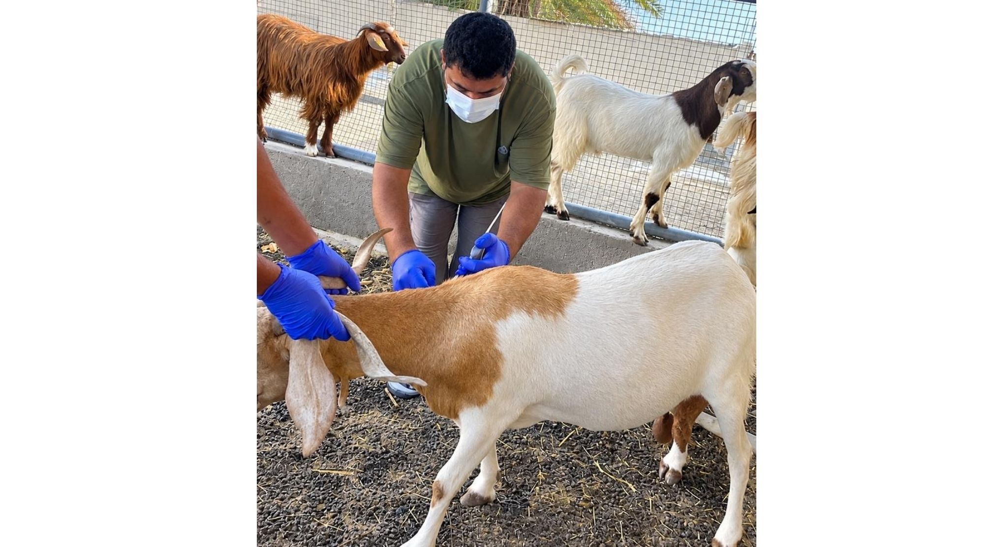 Livestock Vaccinated