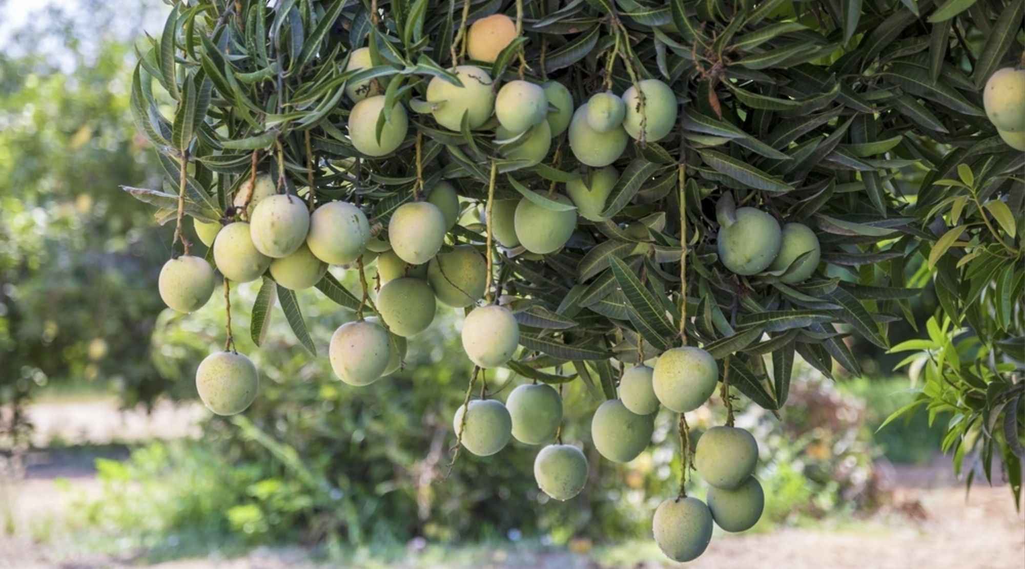 Mango
