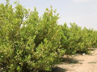 Lemon Farming