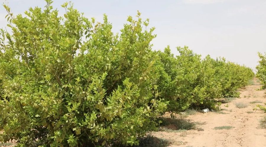 Lemon Farming